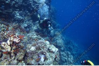 Photo Reference of Coral Sudan Undersea 0044